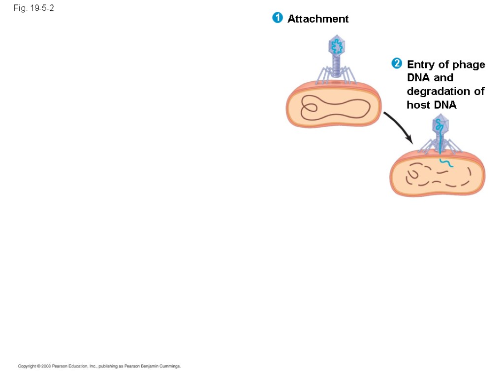 Fig. 19-5-2 Entry of phage DNA and degradation of host DNA Attachment 1 2